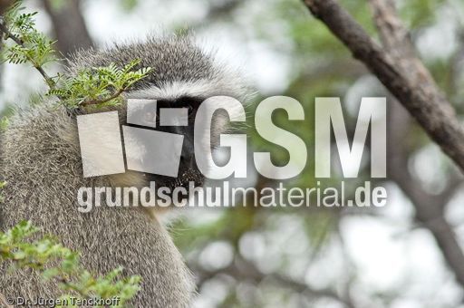 Grüne Meerkatzen (53 von 67).jpg